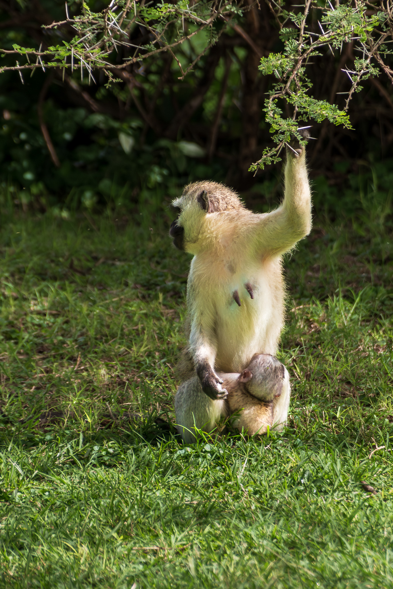 Tanzania 20260326Mono vervet